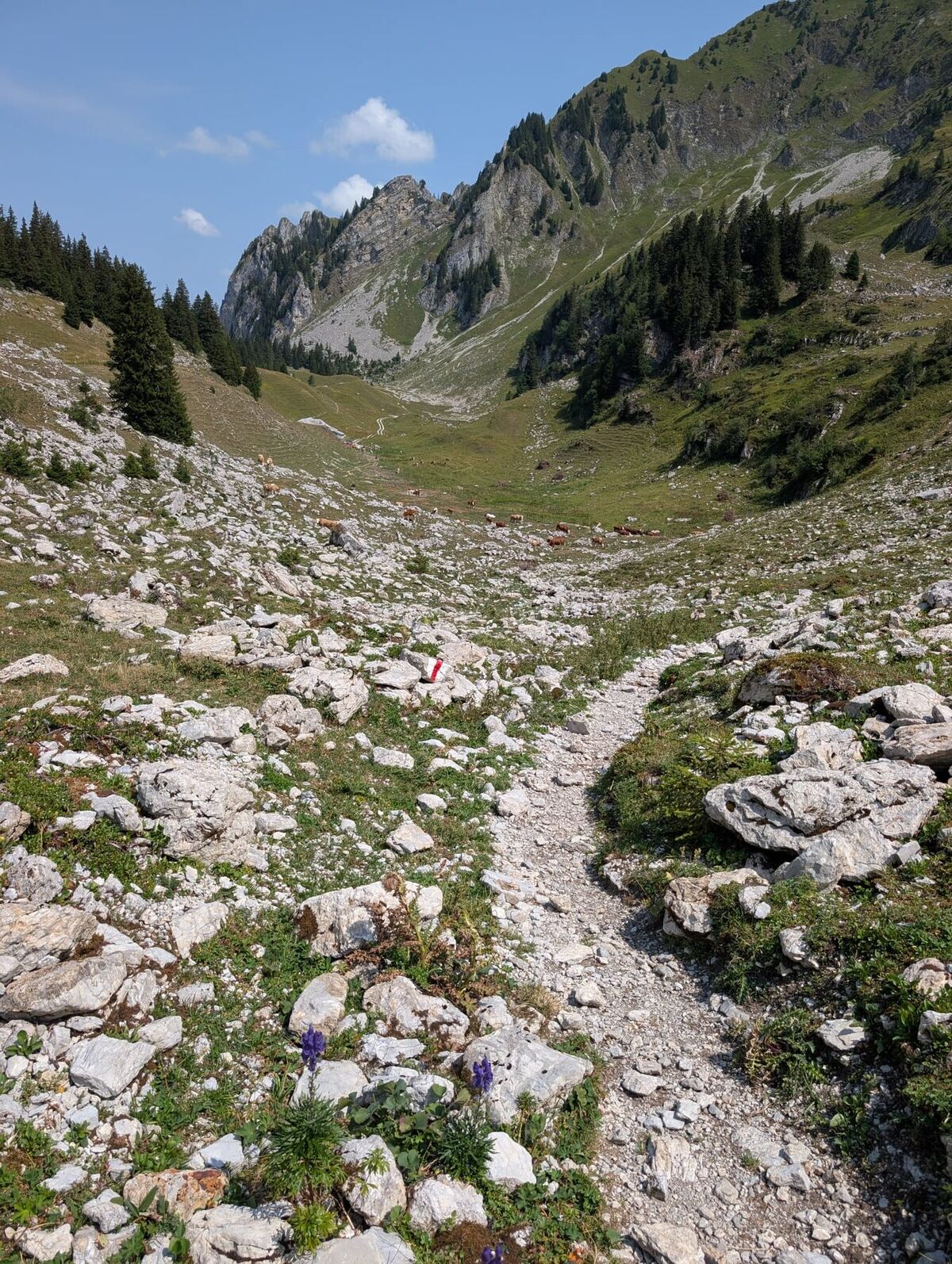 Vieh auf einer steinigen Alpweide in den Freiburger Voralpen